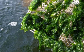 A nova vida das algas