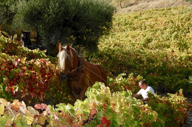 Os vinhos originais do Douro – “Dwr”