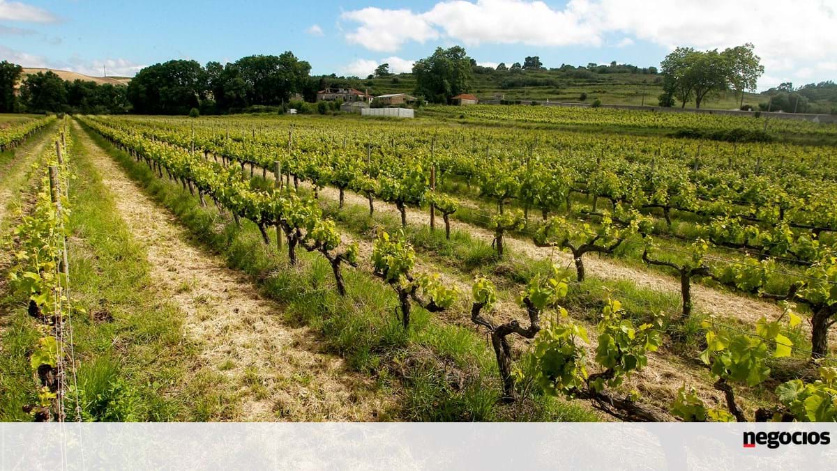 2022 trouxe mais custos e menos exportações aos vinhos nacionais – Vinho