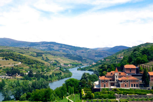 Aumentos 'brutais' dos custos podem acelerar abandono de vinhas no Douro