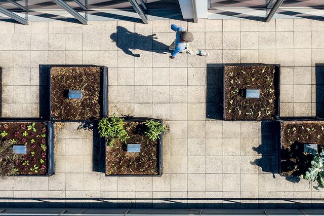 Hortas ganham terreno nos escritórios 