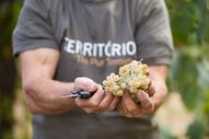 soalheiro, vinho, vinho verde, uvas 