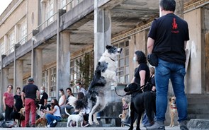 Assistentes de quatro patas 