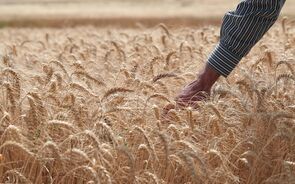 trigo, agricultura, setor agroalimentar