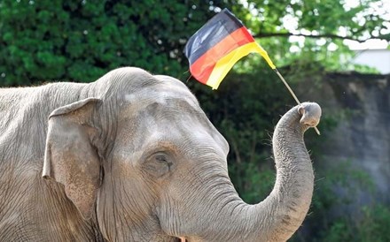 Conheça Yashoda, o elefante que vai prever os resultados do Euro2020