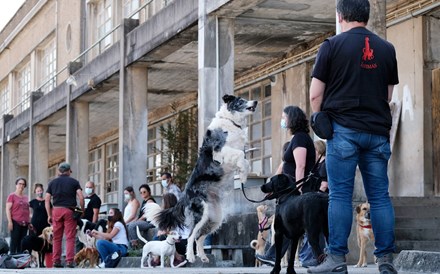 Assistentes de quatro patas 