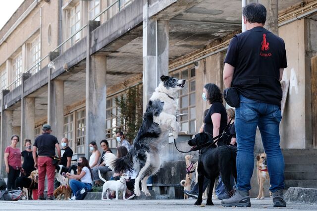 Assistentes de quatro patas 