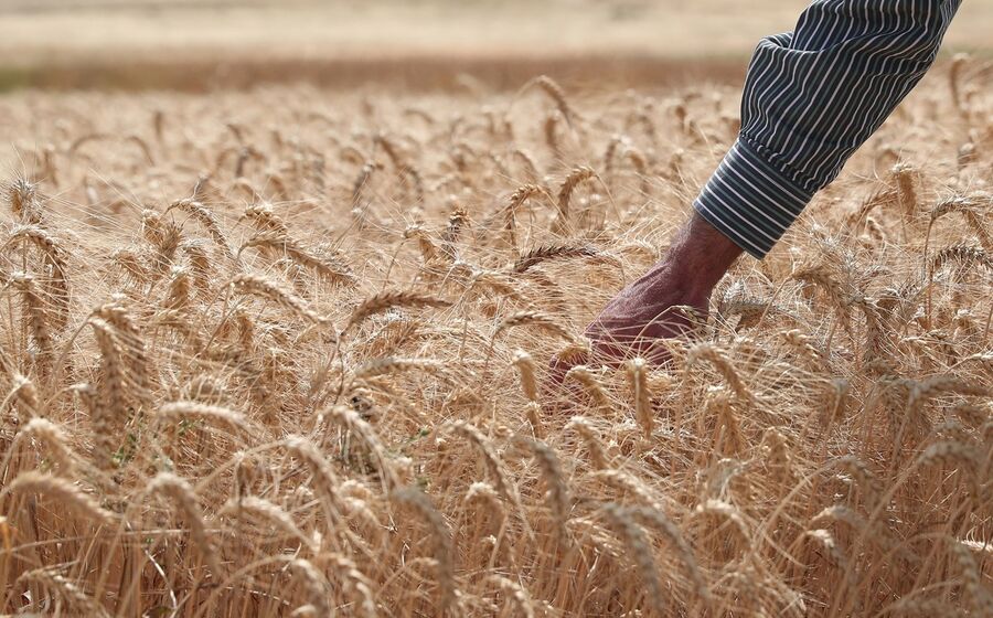 trigo, agricultura, setor agroalimentar