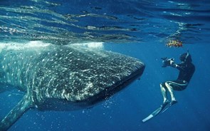 Um fotógrafo que nada com tubarões e baleias conta os perigos que já viveu