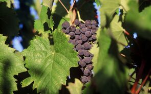 Esquema com negócio de vinhos de luxo lesa portugueses.