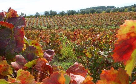 Produção de vinho vai crescer 1%. Douro transforma mais 2 mil pipas