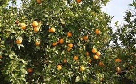 Seca: Produtores de laranja algarvios pedem ajuda para salvar produção