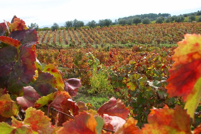 Produção de vinho vai crescer 1%. Douro transforma mais 2 mil pipas