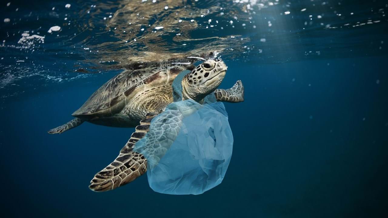 Conseguiremos acabar com os plásticos nos oceanos Ambiental Jornal de Negócios