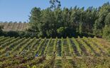 Terras & Terroir entra na Bairrada com compra da Quinta do Ortigão