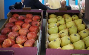 Produtores de frutas italianos voltam a usar cavernas para conservar alimentos