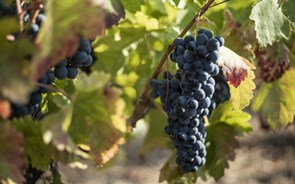 Protetor solar nas vinhas pode ser solução contra alterações climáticas 