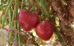 Portugal segura título de terceiro maior produtor de tomate da UE