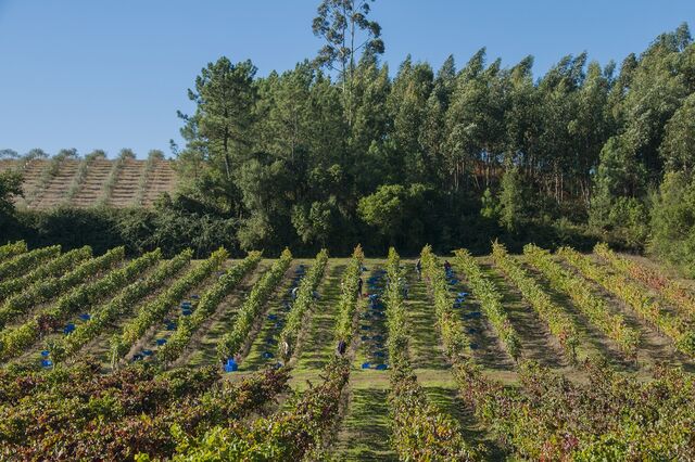 Terras & Terroir entra na Bairrada com compra da Quinta do Ortigão