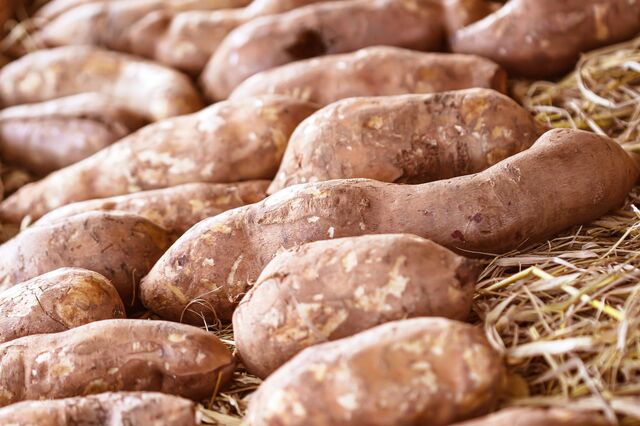 Yacon: a “batata” dos diabéticos