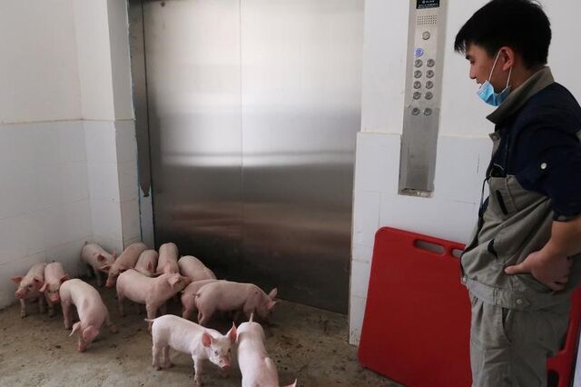 “Hóteis de suínos” são nova aposta da China para evitar doenças