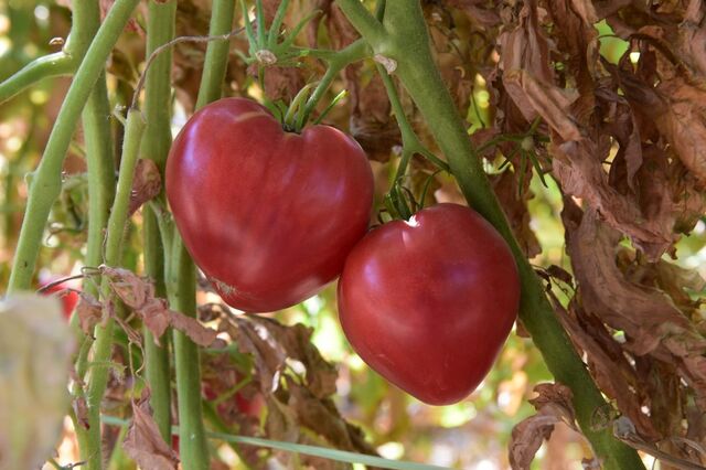 Portugal segura título de terceiro maior produtor de tomate da UE