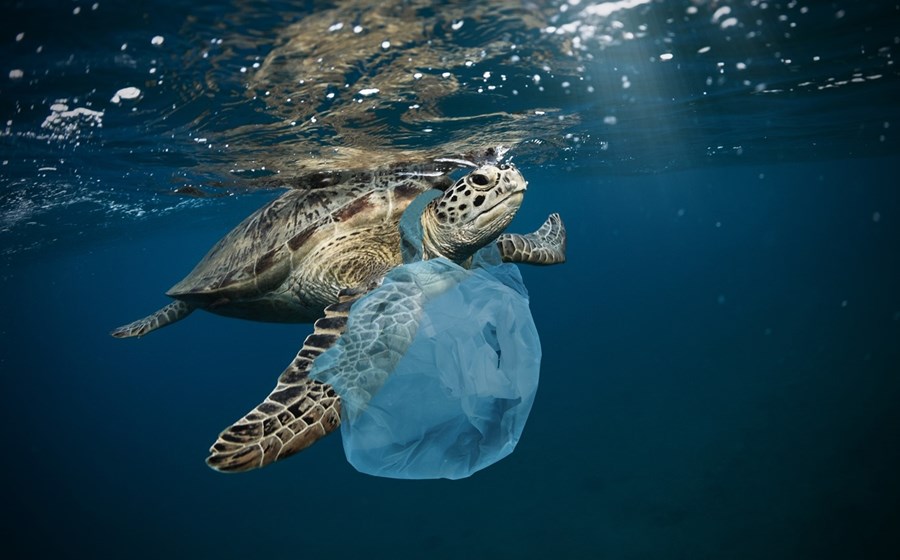 Vento, chuva e rios são os principais vetores de entrada de plásticos no oceano. Animais confundem-nos com alimentos.