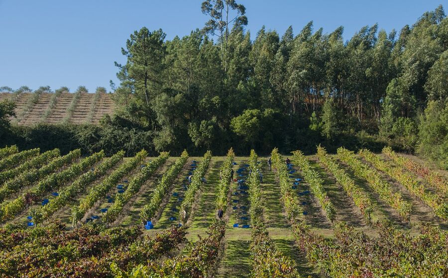 Quinta do Ortigão, Bairrada, vinha