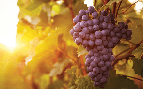 Competitividade e sustentabilidade são os principais desafios do setor do vinho
