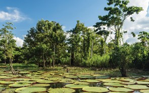 Quanto vale o capital natural de um país?