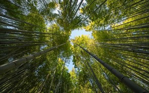  Capgemini assume compromisso de plantar 20 milhões de árvores até 2030