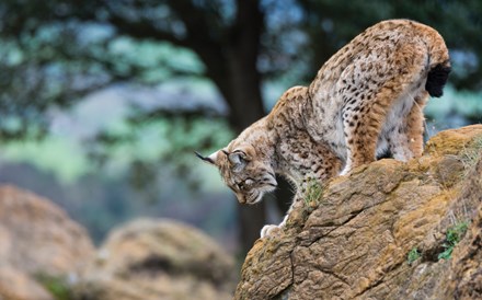 35 mil espécies de animais e plantas: este é o capital natural de Portugal