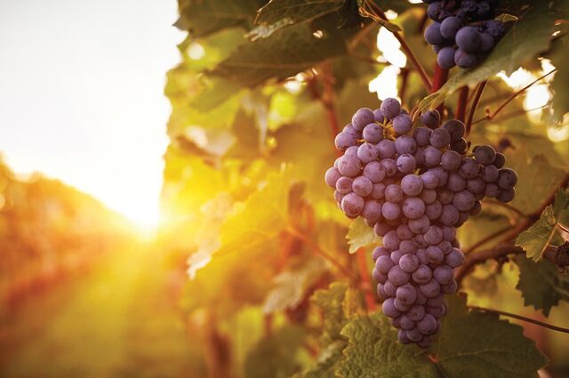 Competitividade e sustentabilidade são os principais desafios do setor do vinho