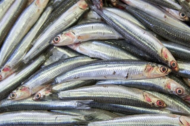 Pesca do biqueirão pode ser encerrada 'muito brevemente'