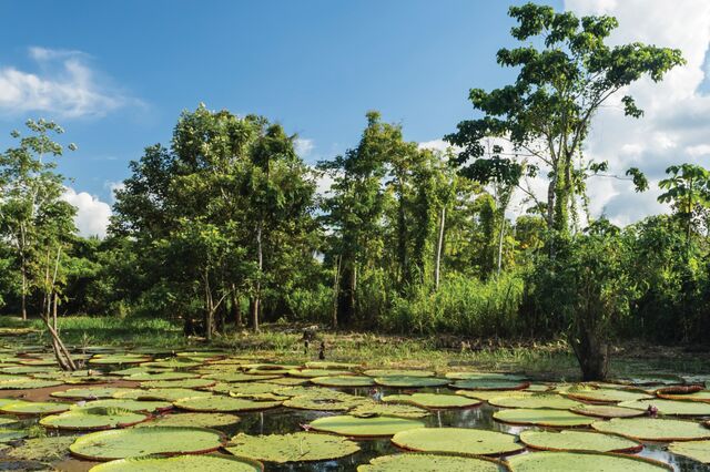 Restaurar a natureza é uma questão de segurança económica para a Europa