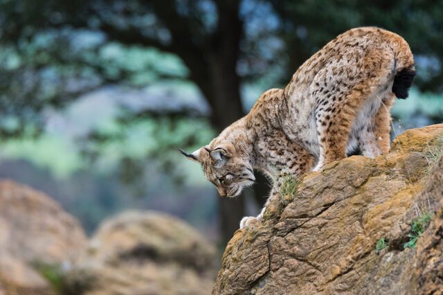 35 mil espécies de animais e plantas: este é o capital natural de Portugal