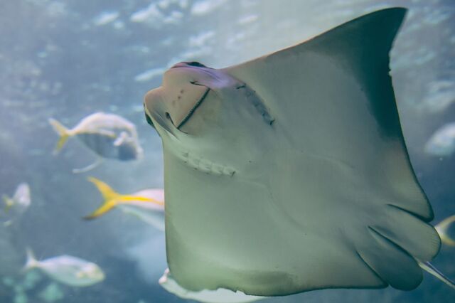 “Apenas 13,2% dos oceanos estão em condições intactas”
