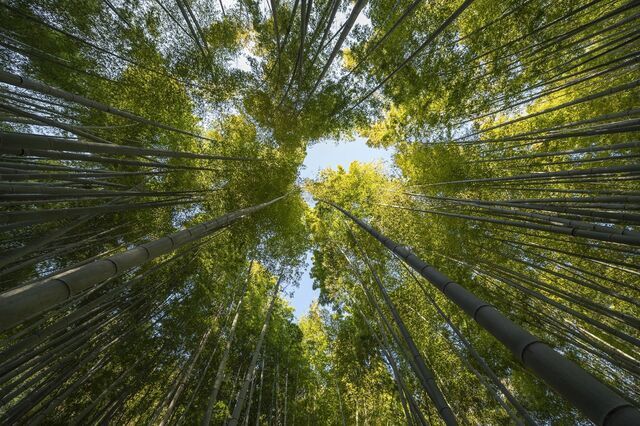  Capgemini assume compromisso de plantar 20 milhões de árvores até 2030