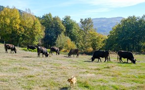 Na Serra do Alvão, a vaca Maronesa combate as alterações climáticas 