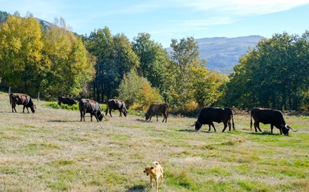 Na Serra do Alvão, a vaca Maronesa combate as alterações climáticas 