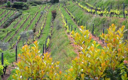 Assinado por um vigneron