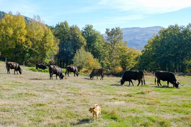 Na Serra do Alvão, a vaca Maronesa combate as alterações climáticas 