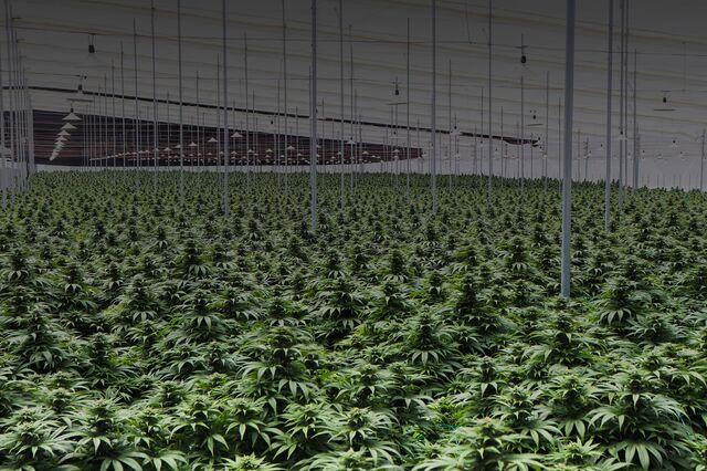 Canábis 'made in' Odemira exportada pela primeira vez para os EUA