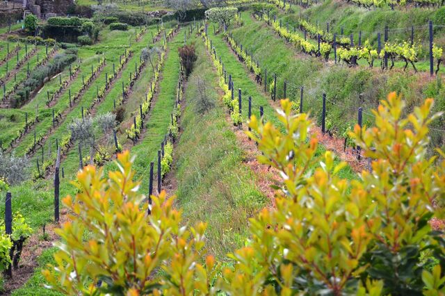 Assinado por um vigneron