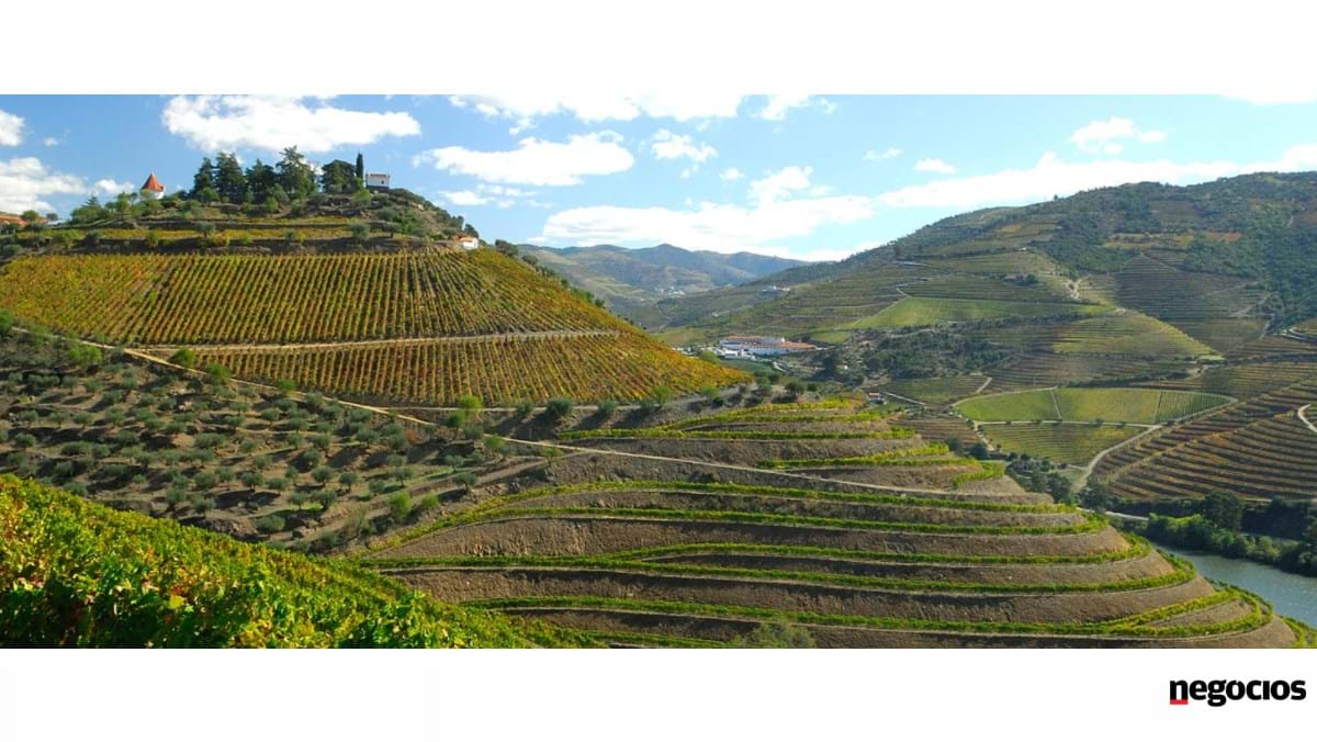Un fonds brésilien offre 100 millions à Roquette pour Quinta do Crasto – Vinho