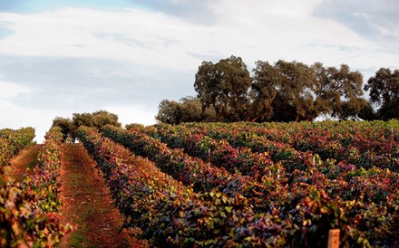 Governo abre aviso de 40 milhões para apoio ao setor do vinho