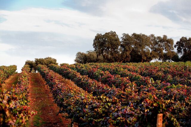 Governo abre aviso de 40 milhões para apoio ao setor do vinho
