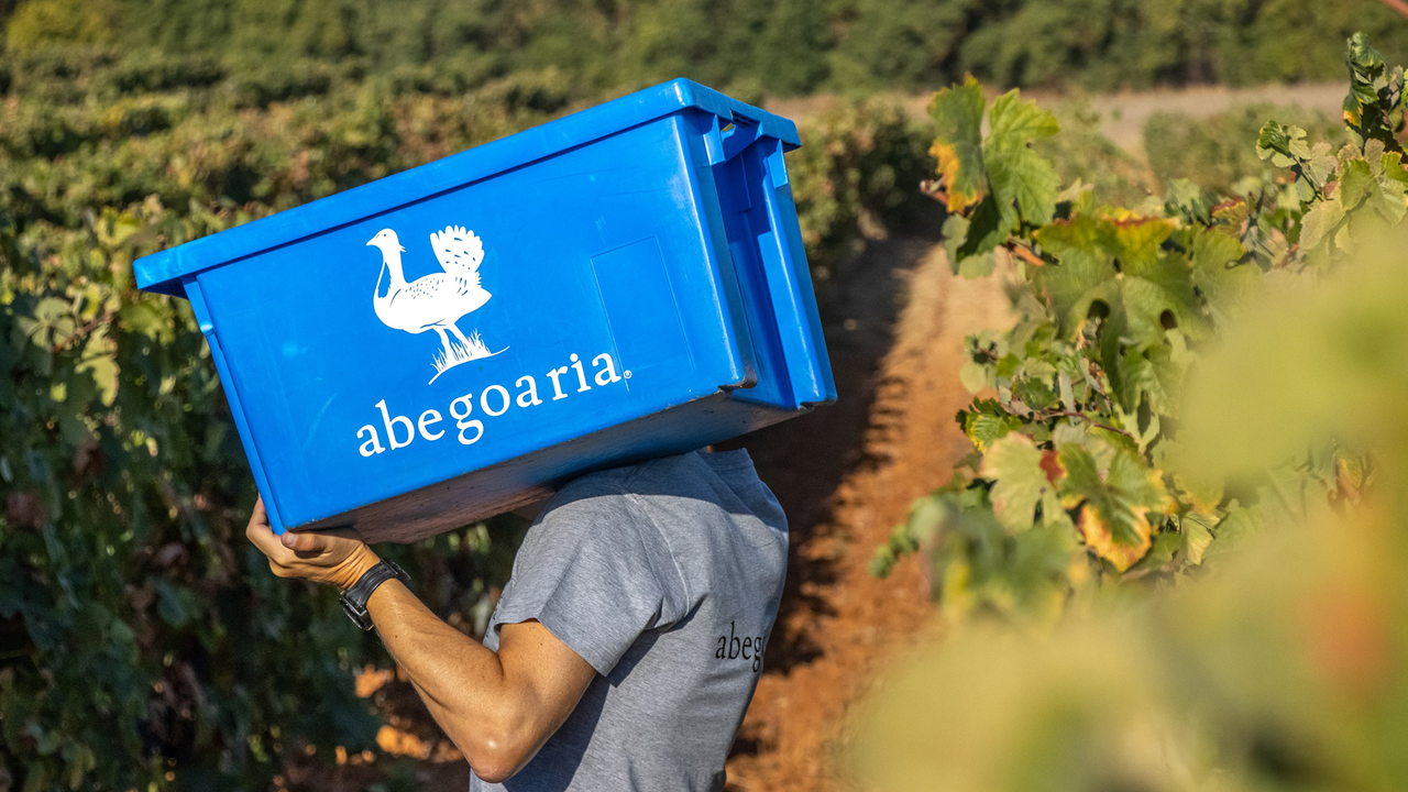O Grupo Abegoaria tem várias marcas de vinho e as vindimas fazem parte da sua realidade