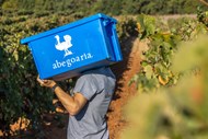 O Grupo Abegoaria tem várias marcas de vinho e as vindimas fazem parte da sua realidade