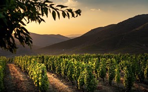 Uma viagem pelos vinhos mais caros feitos em Portugal